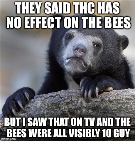 Confession Bear Meme | THEY SAID THC HAS NO EFFECT ON THE BEES BUT I SAW THAT ON TV AND THE BEES WERE ALL VISIBLY 10 GUY | image tagged in memes,confession bear | made w/ Imgflip meme maker