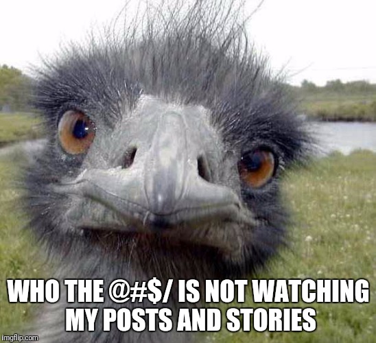 Ostrich | WHO THE @#$/ IS NOT WATCHING MY POSTS AND STORIES | image tagged in cold stare of ostrich,snapchat,memes | made w/ Imgflip meme maker