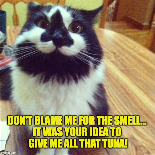 high octane fluff kitteh  | DON'T BLAME ME FOR THE SMELL... IT WAS YOUR IDEA TO GIVE ME ALL THAT TUNA! | image tagged in pee-yoooooo | made w/ Imgflip meme maker