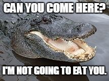 Alligator Wut | CAN YOU COME HERE? I'M NOT GOING TO EAT YOU. | image tagged in alligator wut | made w/ Imgflip meme maker