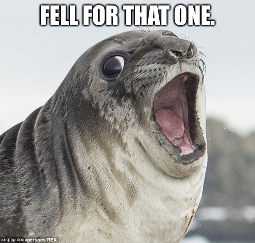 Joke Seal | FELL FOR THAT ONE. | image tagged in joke seal | made w/ Imgflip meme maker