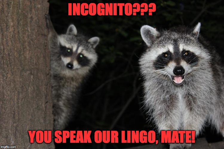 Incognito | INCOGNITO??? YOU SPEAK OUR LINGO, MATE! | image tagged in cute 'coons | made w/ Imgflip meme maker