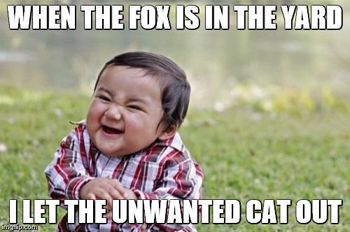 Evil Toddler |  WHEN THE FOX IS IN THE YARD; I LET THE UNWANTED CAT OUT | image tagged in memes,evil toddler | made w/ Imgflip meme maker