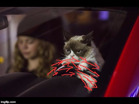 image tagged in grumpy cat driving,memes | made w/ Imgflip meme maker