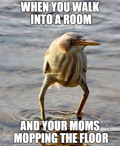 bird | WHEN YOU WALK INTO A ROOM; AND YOUR MOMS MOPPING THE FLOOR | image tagged in mom,wet floor | made w/ Imgflip meme maker