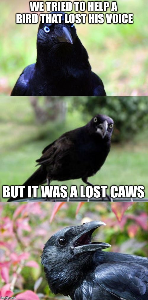 bad pun crow | WE TRIED TO HELP A BIRD THAT LOST HIS VOICE; BUT IT WAS A LOST CAWS | image tagged in bad pun crow | made w/ Imgflip meme maker