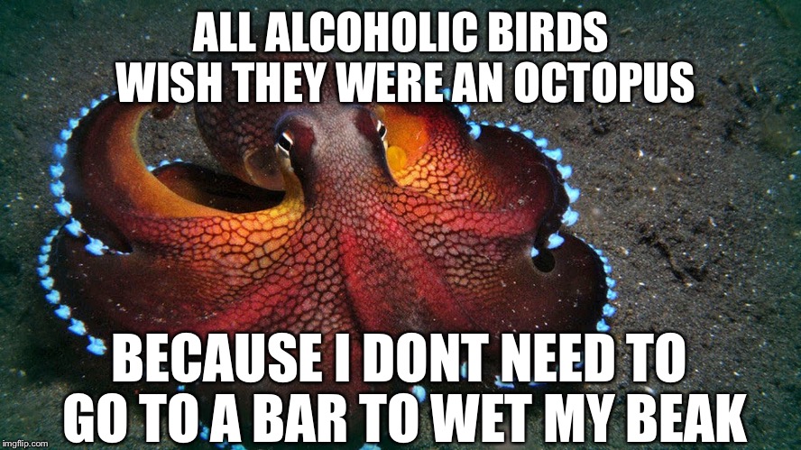  ALL ALCOHOLIC BIRDS WISH THEY WERE AN OCTOPUS; BECAUSE I DONT NEED TO GO TO A BAR TO WET MY BEAK | image tagged in common sense octopus,memes | made w/ Imgflip meme maker