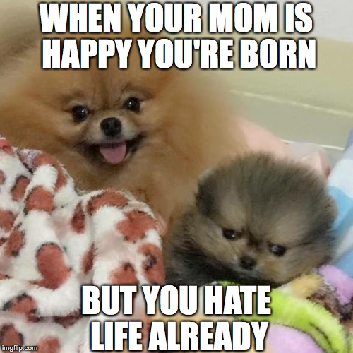 I Hate Life Pupper | WHEN YOUR MOM IS HAPPY YOU'RE BORN; BUT YOU HATE LIFE ALREADY | image tagged in i hate life pupper | made w/ Imgflip meme maker