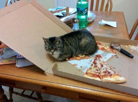 pizza slice cat Blank Meme Template