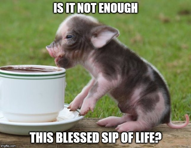 DMB PIG | IS IT NOT ENOUGH; THIS BLESSED SIP OF LIFE? | image tagged in dmb,dave matthews band,pig,is it not enough this blessed sip of life | made w/ Imgflip meme maker