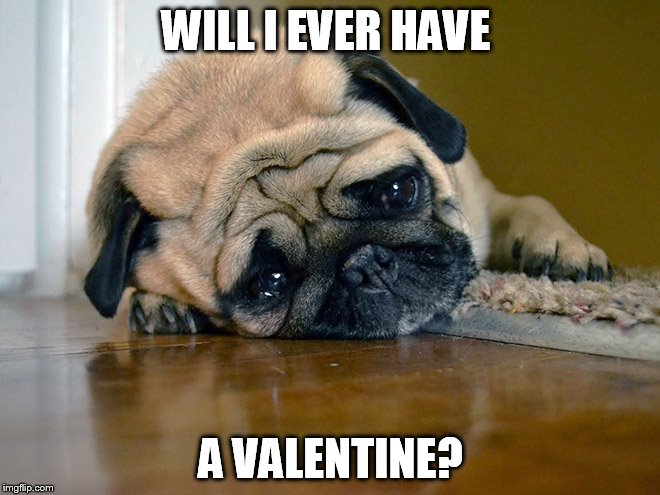 WILL I EVER HAVE; A VALENTINE? | image tagged in sad pug | made w/ Imgflip meme maker
