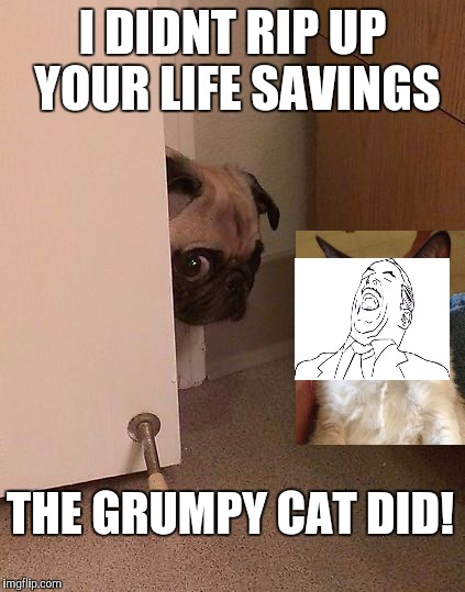 grumpy savings | I DIDNT RIP UP YOUR LIFE SAVINGS; THE GRUMPY CAT DID! | image tagged in guilty pug | made w/ Imgflip meme maker