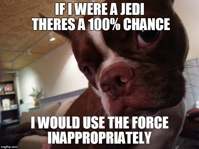 I totally would | IF I WERE A JEDI THERES A 100% CHANCE; I WOULD USE THE FORCE INAPPROPRIATELY | image tagged in dog star wars | made w/ Imgflip meme maker