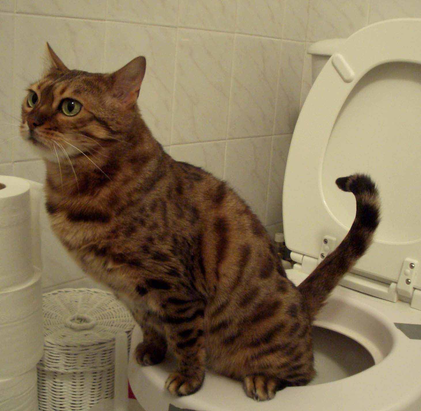 Cat toilet  Blank Meme Template