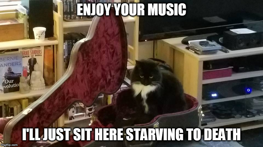 ENJOY YOUR MUSIC; I'LL JUST SIT HERE STARVING TO DEATH | image tagged in cat | made w/ Imgflip meme maker