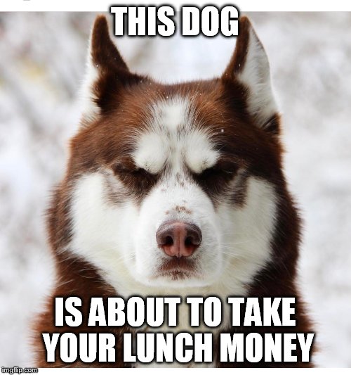 THIS DOG; IS ABOUT TO TAKE YOUR LUNCH MONEY | image tagged in dogs,bully | made w/ Imgflip meme maker