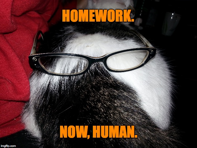 smartass cat | HOMEWORK. NOW, HUMAN. | image tagged in homework | made w/ Imgflip meme maker