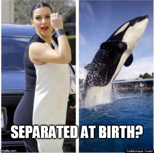 Separated at Birth | SEPARATED AT BIRTH? | image tagged in kim kardashian,whale,really fat girl | made w/ Imgflip meme maker