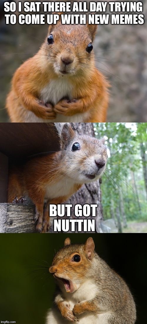  bad pun squirrel | SO I SAT THERE ALL DAY TRYING TO COME UP WITH NEW MEMES; BUT GOT NUTTIN | image tagged in bad pun squirrel,memes | made w/ Imgflip meme maker