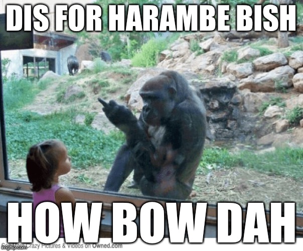 DIS FOR HARAMBE BISH; HOW BOW DAH | image tagged in memes,cash me ousside how bow dah,funny animals,harambe | made w/ Imgflip meme maker