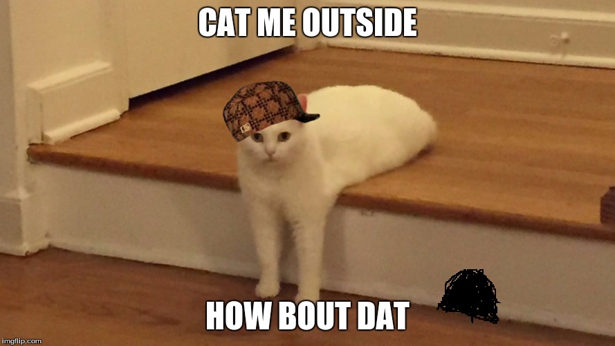 Cat Me Outside How Bot Dat | CAT ME OUTSIDE; HOW BOUT DAT | image tagged in cats,cash me ousside how bow dah | made w/ Imgflip meme maker