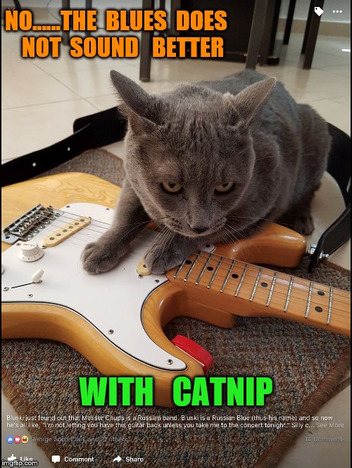 guitar | NO......THE  BLUES  DOES   NOT  SOUND   BETTER; WITH   CATNIP | image tagged in cats | made w/ Imgflip meme maker