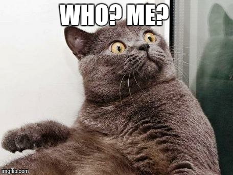 Surprised cat | WHO? ME? | image tagged in surprised cat | made w/ Imgflip meme maker