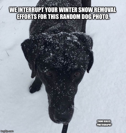 Random Dog | WE INTERRUPT YOUR WINTER SNOW REMOVAL EFFORTS FOR THIS RANDOM DOG PHOTO. THOM BEALES PHOTOGRAPHY | image tagged in dogs,snow | made w/ Imgflip meme maker