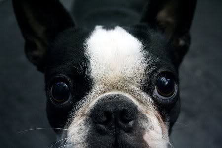 Boston Terrier Blank Meme Template