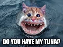 Shark cat meme | DO YOU HAVE MY TUNA? | image tagged in funny | made w/ Imgflip meme maker