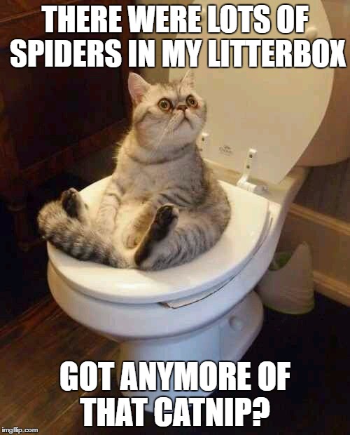Toilet cat | THERE WERE LOTS OF SPIDERS IN MY LITTERBOX; GOT ANYMORE OF THAT CATNIP? | image tagged in toilet cat | made w/ Imgflip meme maker