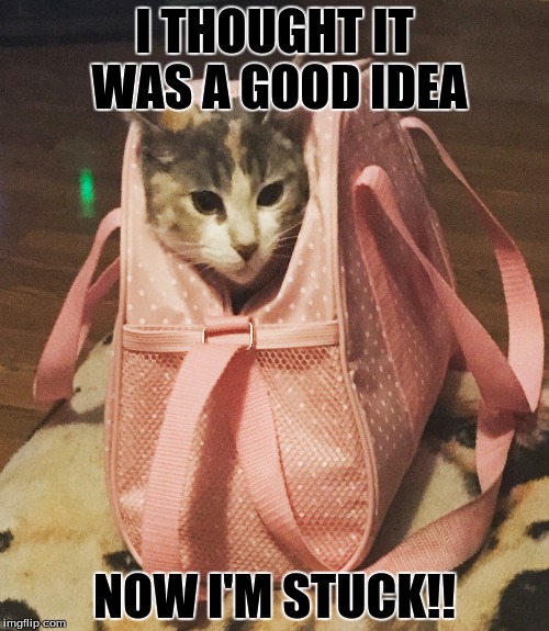 Cat Bag | I THOUGHT IT WAS A GOOD IDEA; NOW I'M STUCK!! | image tagged in memes | made w/ Imgflip meme maker