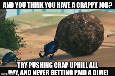 Dung beetle | AND YOU THINK YOU HAVE A CRAPPY JOB? TRY PUSHING CRAP UPHILL ALL DAY, AND NEVER GETTING PAID A DIME! | image tagged in dung beetle | made w/ Imgflip meme maker