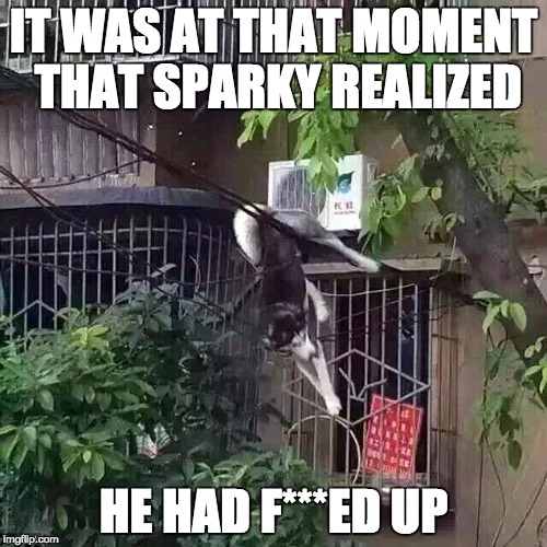 IT WAS AT THAT MOMENT THAT SPARKY REALIZED; HE HAD F***ED UP | image tagged in dog,memes,funny,dogs | made w/ Imgflip meme maker