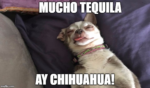 MUCHO TEQUILA; AY CHIHUAHUA! | image tagged in funny chihuahua | made w/ Imgflip meme maker