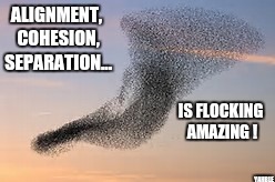  Flocking amazing | ALIGNMENT, COHESION, SEPARATION... IS FLOCKING AMAZING ! YAHBLE | image tagged in birds | made w/ Imgflip meme maker