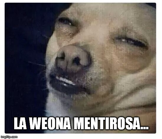 Chihuahua  | LA WEONA MENTIROSA... | image tagged in chihuahua | made w/ Imgflip meme maker
