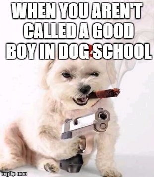Dog with gun | WHEN YOU AREN'T CALLED A GOOD BOY IN DOG SCHOOL | image tagged in lmao,lol,funny,trump,memes,featured | made w/ Imgflip meme maker