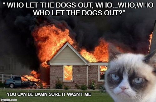 Burn Kitty | " WHO LET THE DOGS OUT, WHO...WHO,WHO WHO LET THE DOGS OUT?"; YOU CAN BE DAMN SURE IT WASN'T ME | image tagged in memes,burn kitty,grumpy cat | made w/ Imgflip meme maker