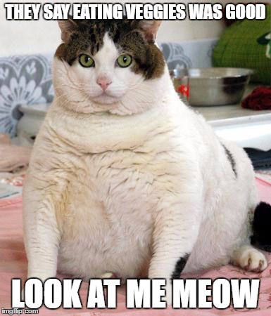 Fat Cat | THEY SAY EATING VEGGIES WAS GOOD; LOOK AT ME MEOW | image tagged in front page,first page | made w/ Imgflip meme maker