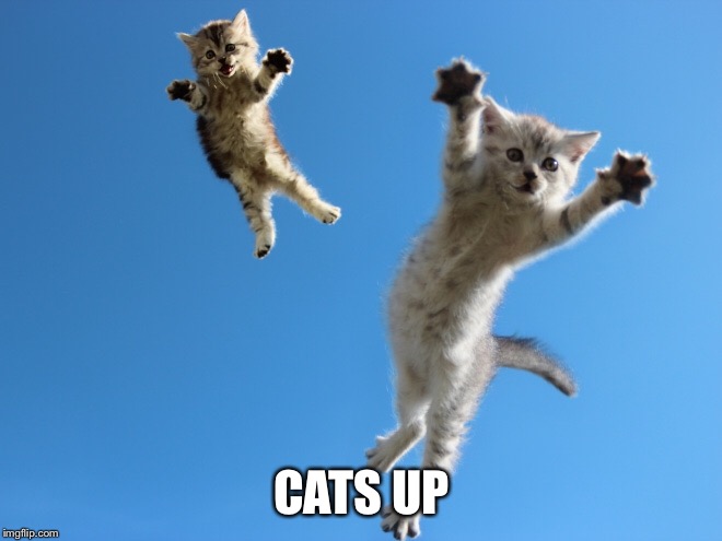 CATS UP | made w/ Imgflip meme maker