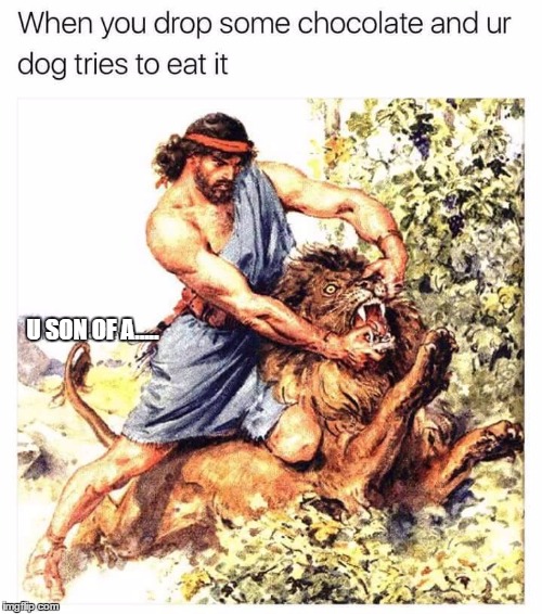 True.. | U SON OF A..... | image tagged in funny,memes,lion,man,fighting | made w/ Imgflip meme maker