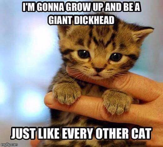 I love cats but this is so true. | image tagged in memes,cats | made w/ Imgflip meme maker