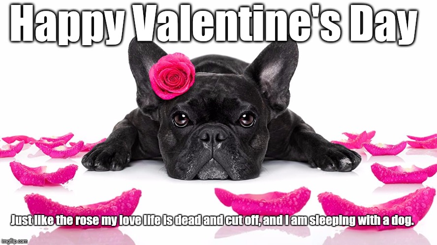 DogVday | Happy Valentine's Day; Just like the rose my love life is dead and cut off, and I am sleeping with a dog. | image tagged in dogvday | made w/ Imgflip meme maker