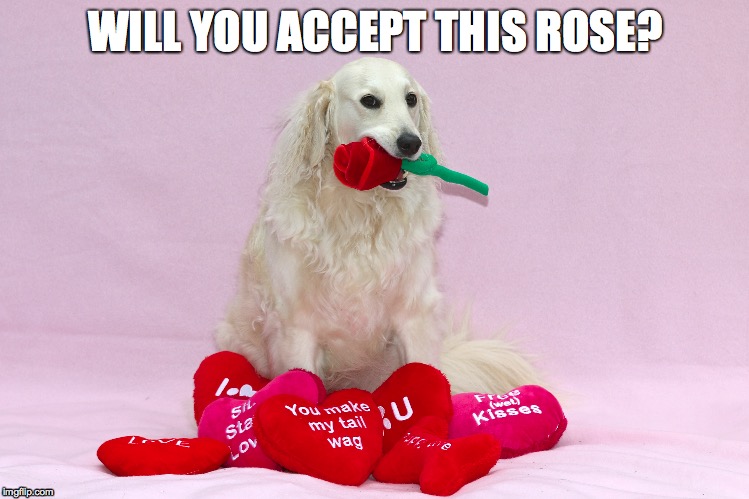 Will you accept this rose? | WILL YOU ACCEPT THIS ROSE? | image tagged in rose | made w/ Imgflip meme maker