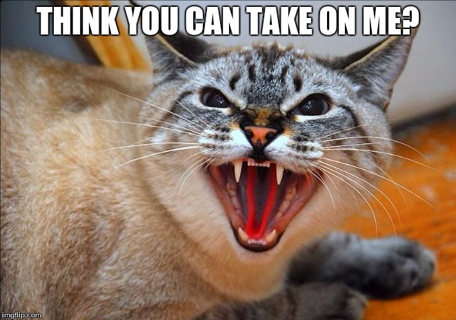 Pissed off cat | THINK YOU CAN TAKE ON ME? | image tagged in pissed off cat | made w/ Imgflip meme maker
