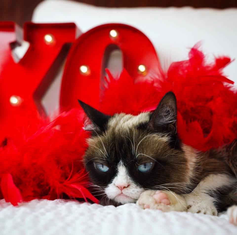 High Quality Grumpy Cat Valentine Bah Humbug Blank Meme Template