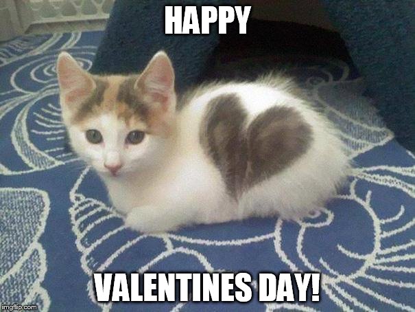 cute cat heart | HAPPY; VALENTINES DAY! | image tagged in cute cat heart | made w/ Imgflip meme maker