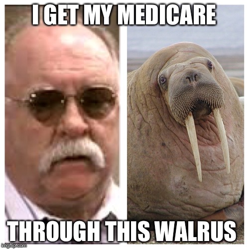 I GET MY MEDICARE; THROUGH THIS WALRUS | image tagged in medicare walrus | made w/ Imgflip meme maker