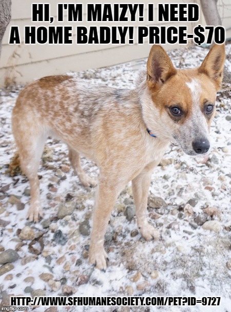 Take Me Home! | HI, I'M MAIZY! I NEED A HOME BADLY! PRICE-$70; HTTP://WWW.SFHUMANESOCIETY.COM/PET?ID=9727 | image tagged in dogs | made w/ Imgflip meme maker